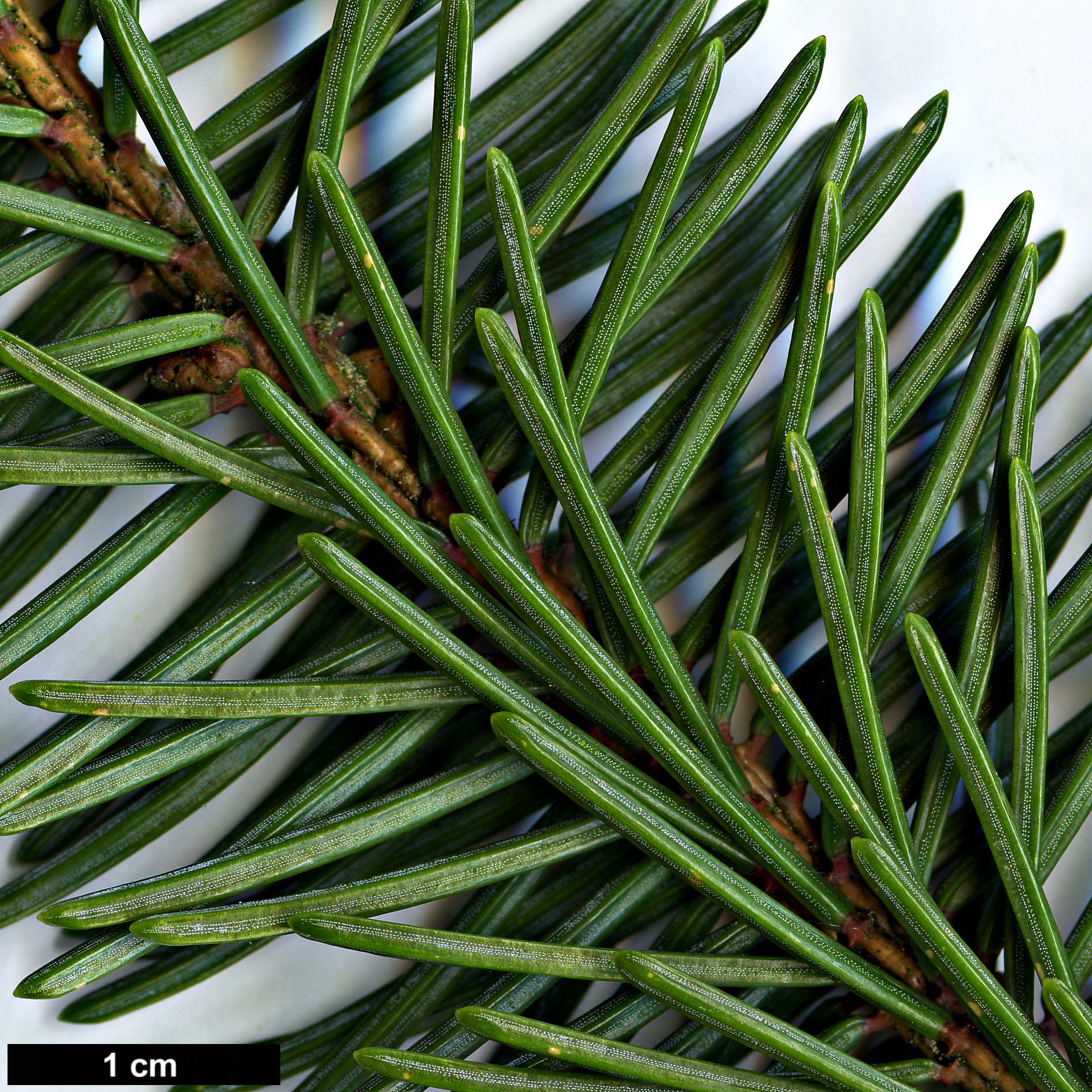 High resolution image: Family: Pinaceae - Genus: Picea - Taxon: asperata - SpeciesSub: var. ponderosa